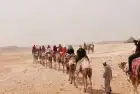 Sunset camel ride Giza — first phase of the Bedouin dinner and camel ride experience